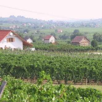 Vinařská oblast mezi Pécs a Harkány